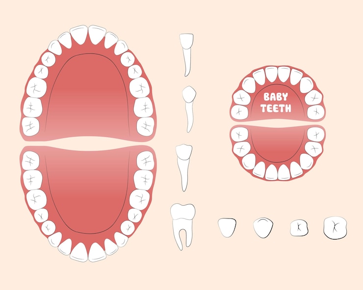 Vector dientes de adulto y dientes de bebé