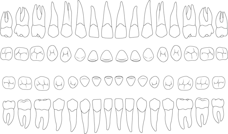 Vector dientes anatómicamente correctos