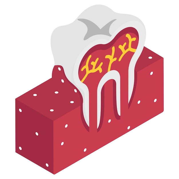 Dientes goma con pulpa vista lateral concepto isométrico diseño de icono vectorial de dientes y raíces símbolo de prótesis dentales