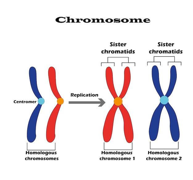 Vector diferencia entre cromosomas homólogos, un par de cromosomas homólogos y también cromatismo hermano.