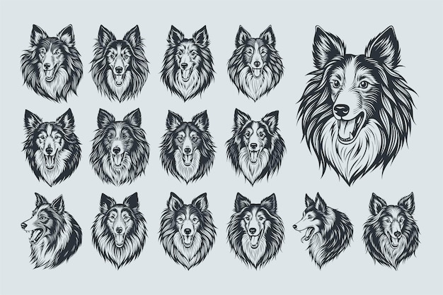 Vector diferente postura del conjunto de diseños de ilustraciones de la cabeza del perro sheltie