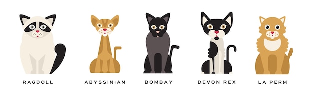 Diferente raza de gato como mascota doméstica en postura sentada con conjunto de vectores de nombres