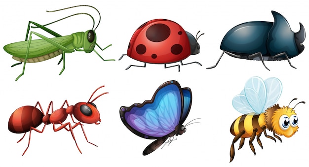 Diferente, tipo, insectos, ilustración