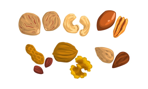 Vector diferente tipo de nueces conjunto caju pecan nuez moscada maní nuez almendra estilo de dibujos animados ilustración vectorial