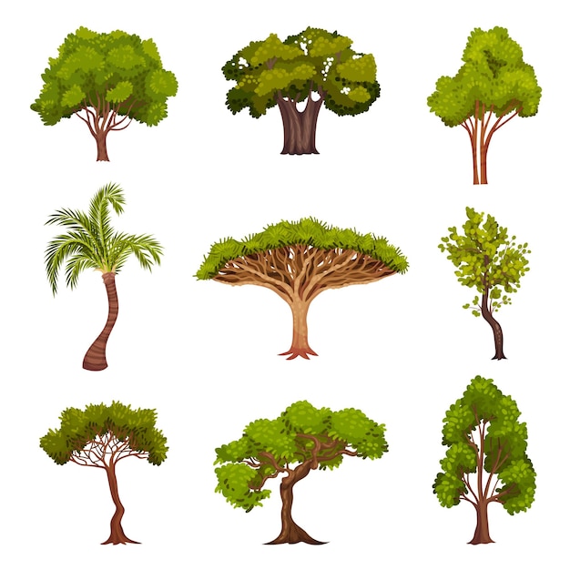 Diferentes árboles como plantas perennes con ramas del tronco y hojas vectoriales