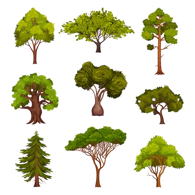 Diferentes árboles como plantas perennes con ramas del tronco y hojas vectoriales