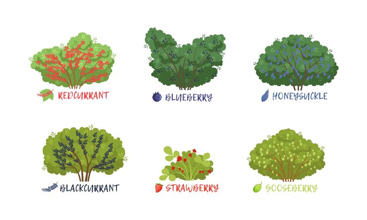 Vector diferentes arbustos de bayas de jardín ordenados con un conjunto de vectores de inscripción de nombres