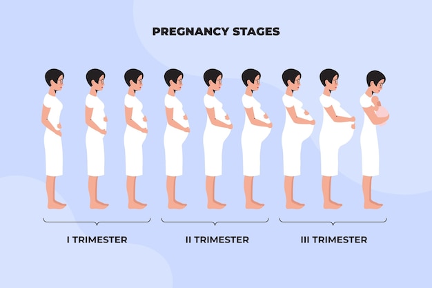 Diferentes etapas ilustradas del embarazo.