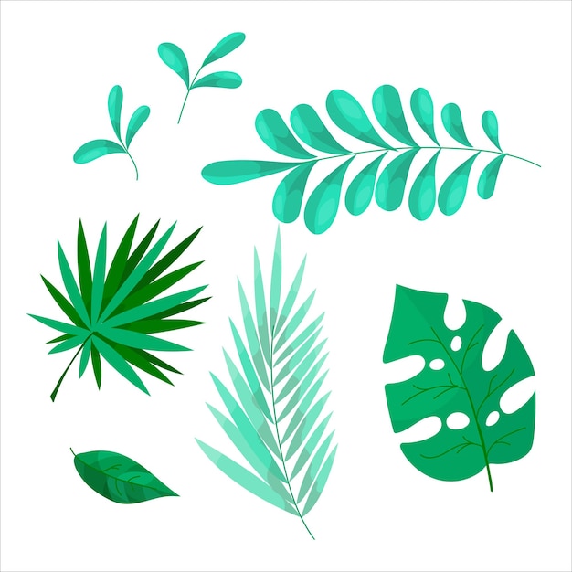 Vector diferentes hojas de plantas tropicales conjunto de hierbas y plantas para decoración ilustración vectorial aislada sobre fondo blanco