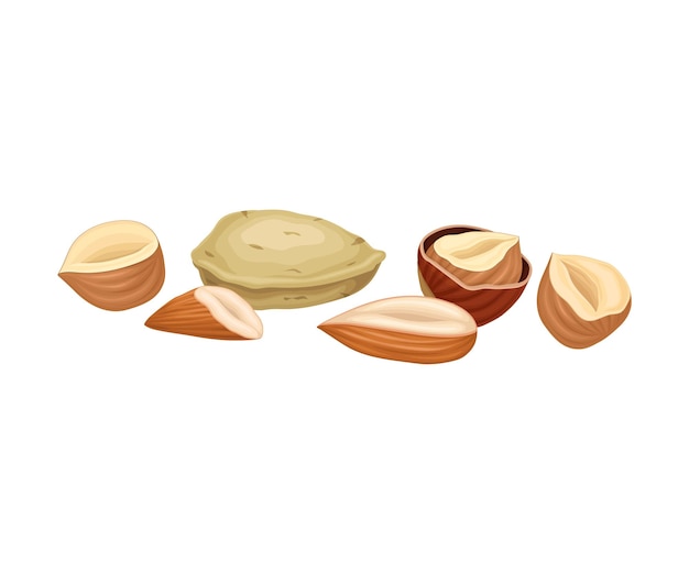 Vector diferentes nueces aisladas en la composición vectorial de fondo blanco