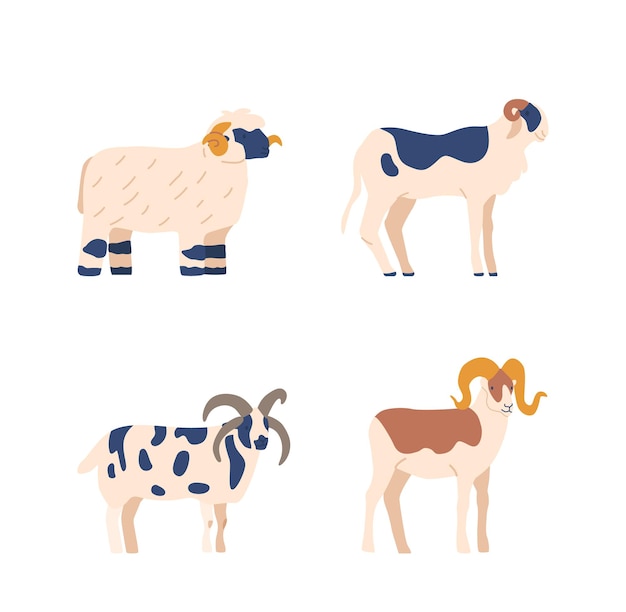 Diferentes razas de ovejas con distintos patrones de pelaje y colores adecuados para su uso en artículos sobre cría de ganado