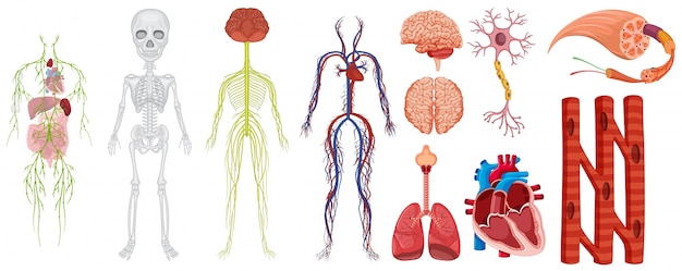 Vector diferentes sistemas en la ilustración del cuerpo humano