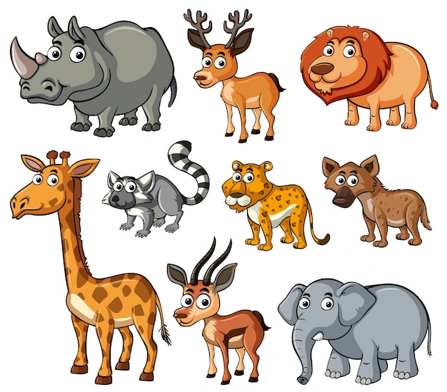 Diferentes tipos de animales salvajes