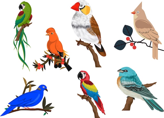 Vector diferentes tipos de aves