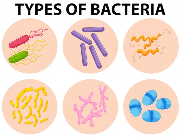 Diferentes tipos de bacterias ilustración