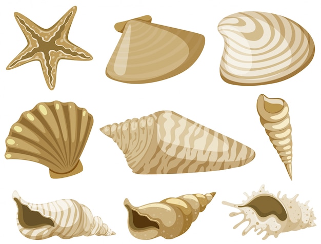 Vector diferentes tipos de conchas en color marrón