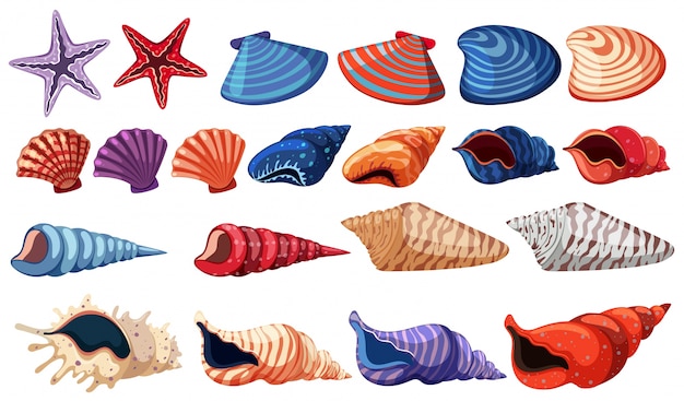 Diferentes tipos de conchas marinas sobre fondo blanco