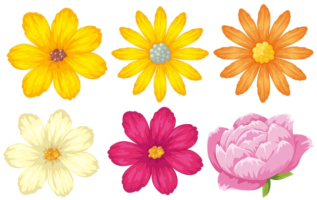 Vector diferentes tipos de flores en amarillo y rosa.