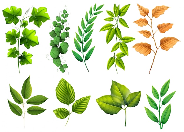 Diferentes tipos de hojas verdes ilustración