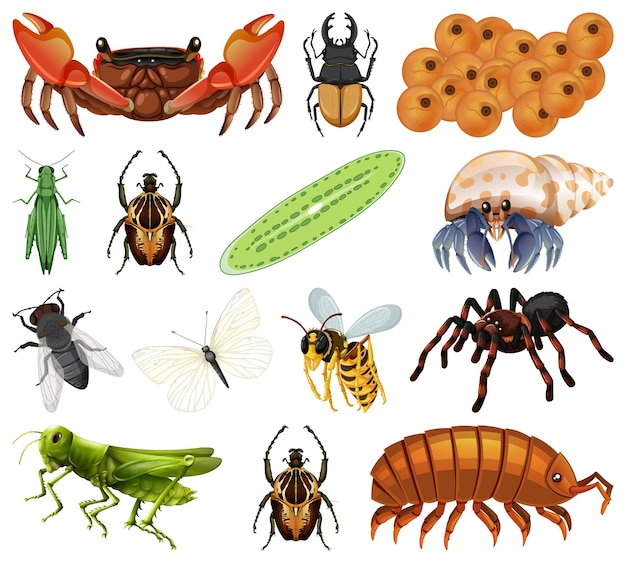 Vector diferentes tipos de insectos y animales sobre fondo blanco.