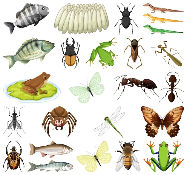 Diferentes tipos de insectos y animales sobre fondo blanco.