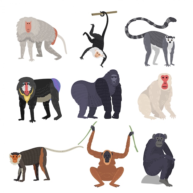 Vector diferentes tipos de monos conjunto de animales raros.