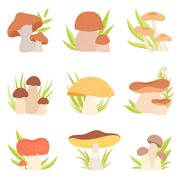 Vector diferentes tipos de set de hongos bosque hongos comestibles e inedibles productos ecológicos ilustración vectorial en fondo blanco