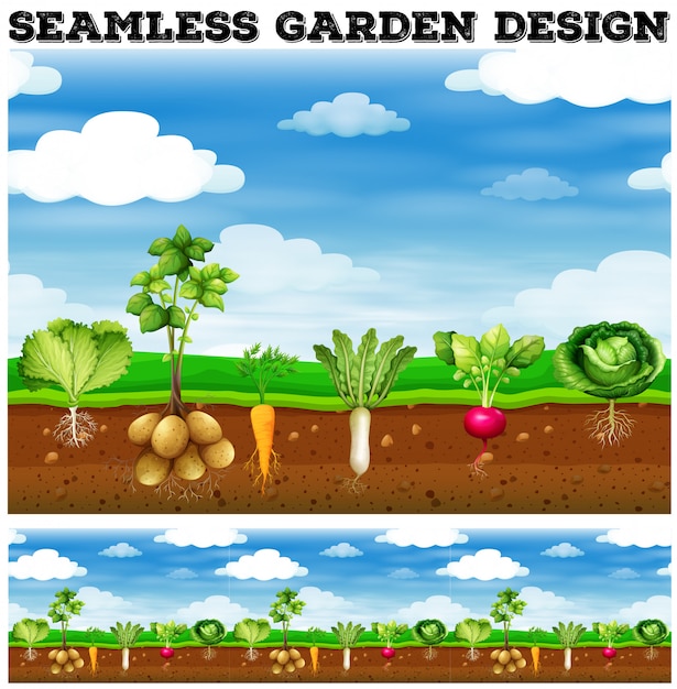 Vector diferentes tipos de vegetales en el jardín