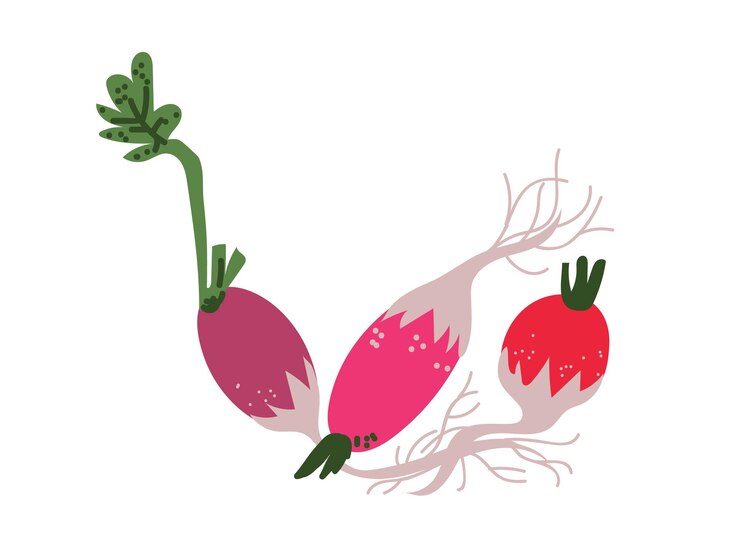 Vector diferentes variedades de rábano vegetal fresco orgánico alimento vegetariano nutritivo para una dieta saludable