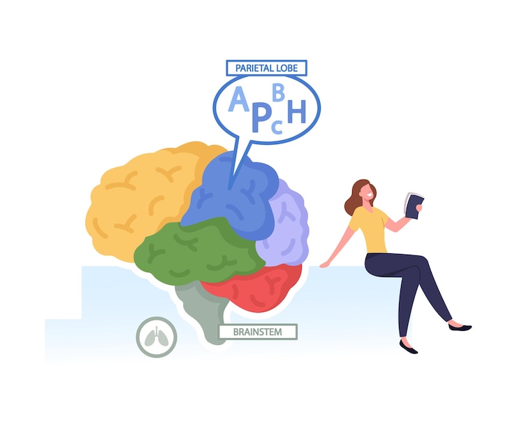 Vector diminuto personaje femenino con libro en el enorme cerebro humano separado en partes coloridas y lóbulo parietal de trabajo responsable del procesamiento de la información somatosensorial del cuerpo. ilustración vectorial de dibujos animados