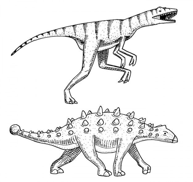 Dinosaurio Ankylosaurus, Talarurus, Velociraptor, Euoplocephalus, Saltasaurus, esqueletos, fósiles. Reptiles prehistóricos, animal grabado dibujado a mano.