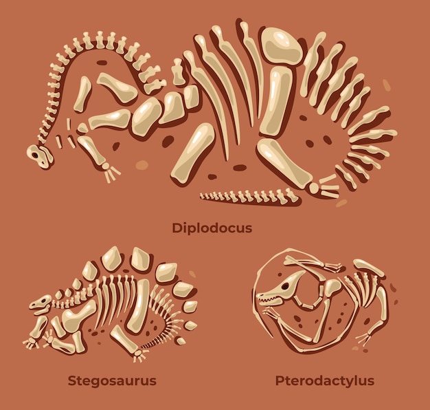 Vector dinosaurios esqueleto fósil siluetas paleontología arqueología concepto diseño gráfico