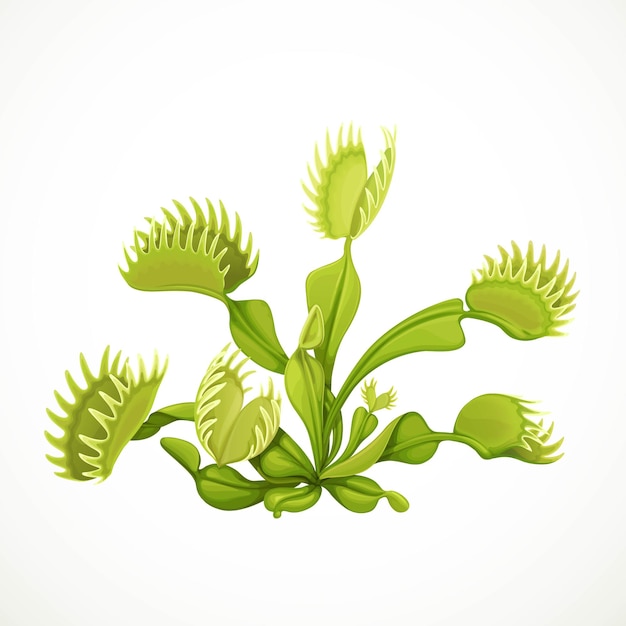 Vector dionaea muscipula ilustración vectorial realista aislada sobre fondo blanco