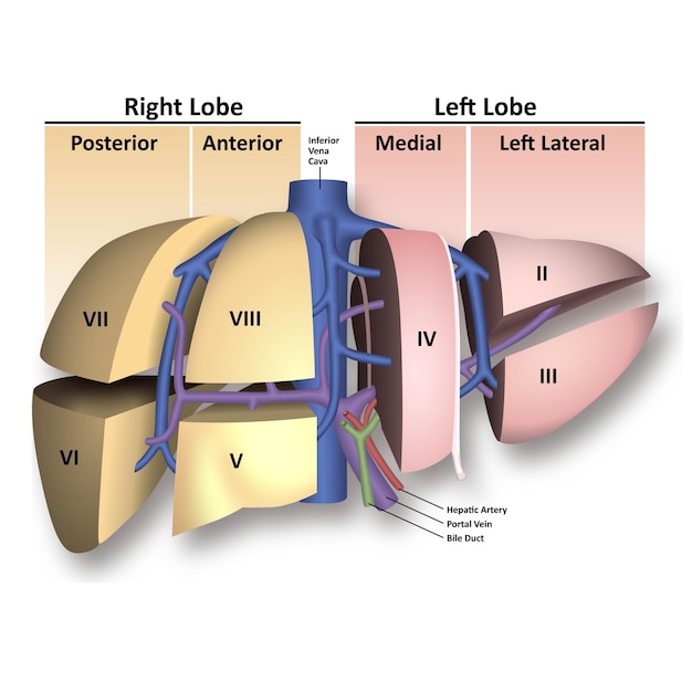 Vector disección de anatomía hepática