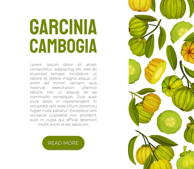 Diseño de banner de fruta de Garcinia con plantilla de vector de planta verde