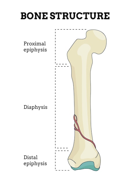 Diseño de carteles educativos de biología de la estructura ósea del vector plano de la anatomía ósea humana