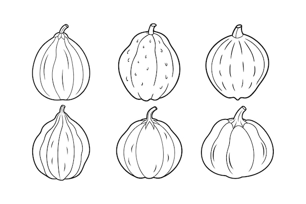 Diseño de Chayote Sechium edule con ilustración vectorial de arte de líneas etiquetadas
