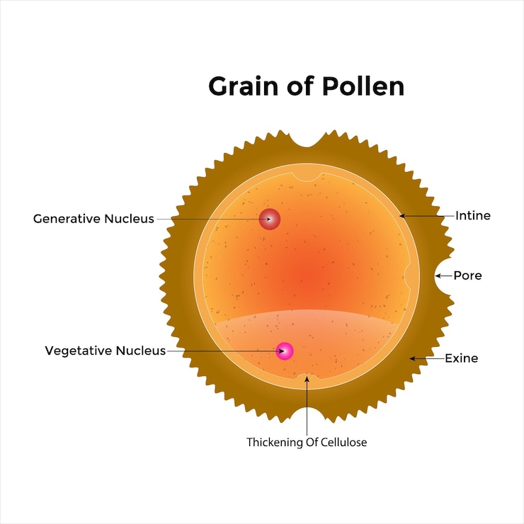 Vector diseño científico del grano de polen anatomía el gameto masculino en las plantas símbolos coloridos vector