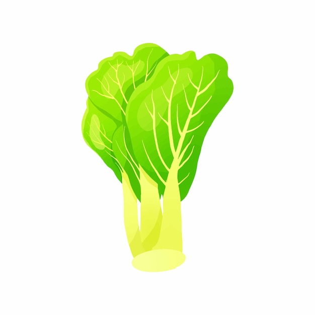 Diseño colorido del vector de lechuga