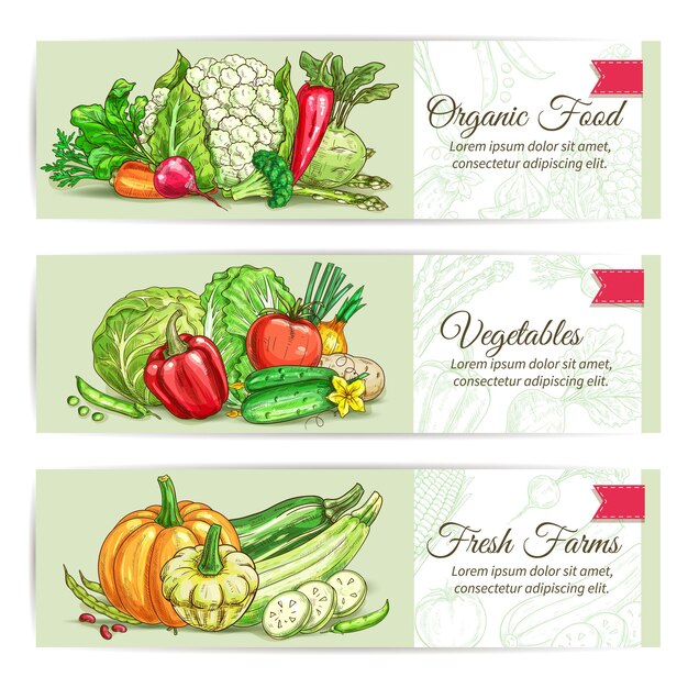 Diseño de conjunto de banner de bosquejo de verduras orgánicas