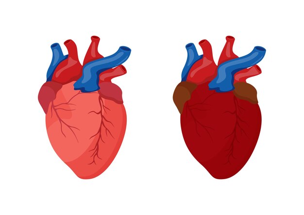 Diseño de dibujos animados de corazón humano Ilustración vectorial de corazón humano aislado sobre fondo blanco