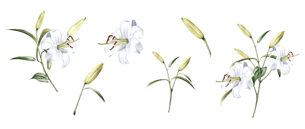 Diseño de elementos vectoriales acuarela de lirios colección de flores y hojas de la selva tropical