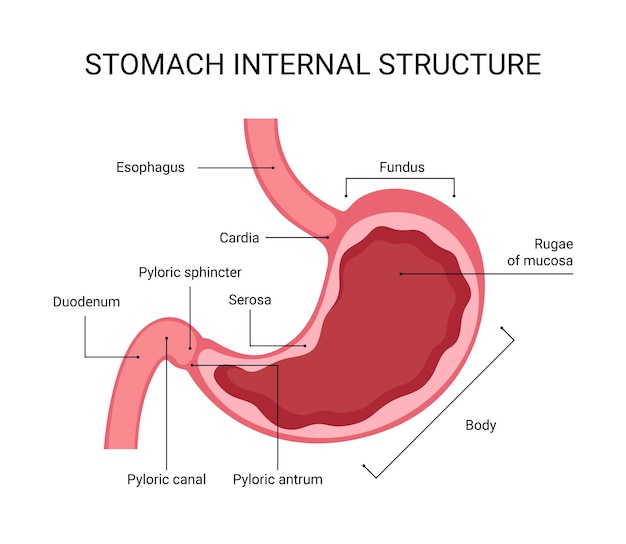 Diseño de la estructura interna del estómago humano.