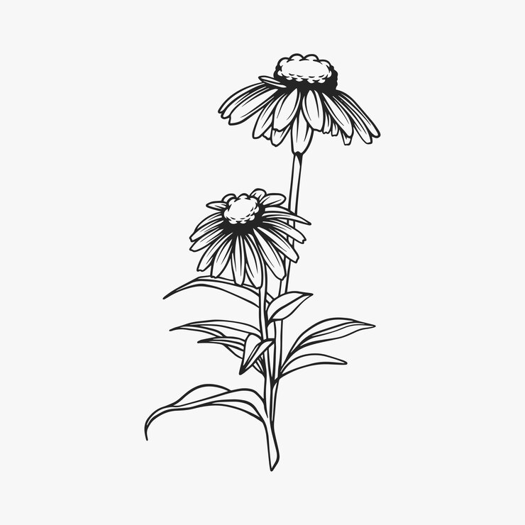 Vector diseño floral dibujado a mano de flor de cono púrpura aislado