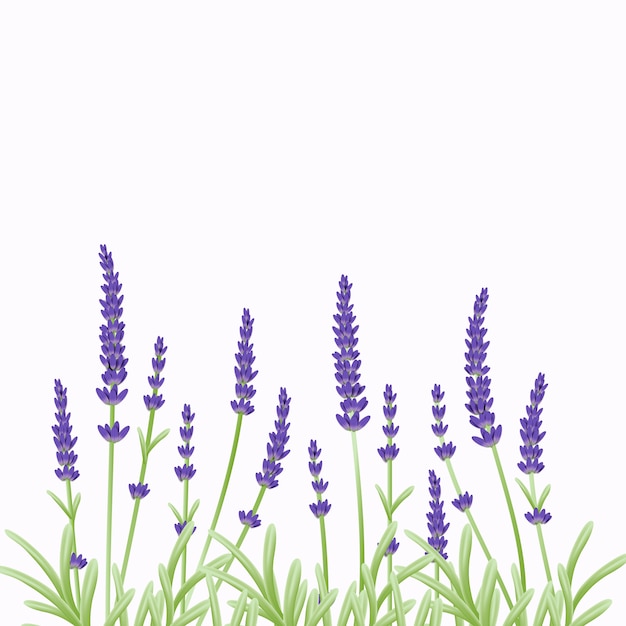 Diseño floral de la plantilla del fondo con las flores de la lavanda.