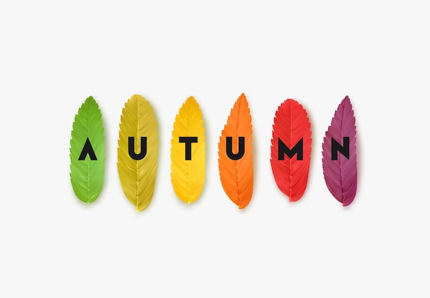 Diseño de follaje de otoño. Hojas de otoño coloridas. Banner, cartel aislado sobre fondo blanco. ilustración vectorial