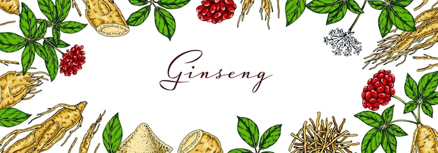 Diseño horizontal colorido de ginseng Ilustración de vector botánico dibujado a mano en estilo boceto