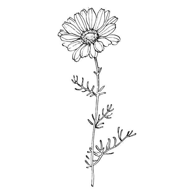 Diseño de ilustración de boceto de manzanilla
