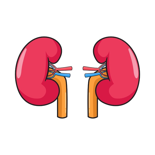 Diseño de ilustración de órganos renales.