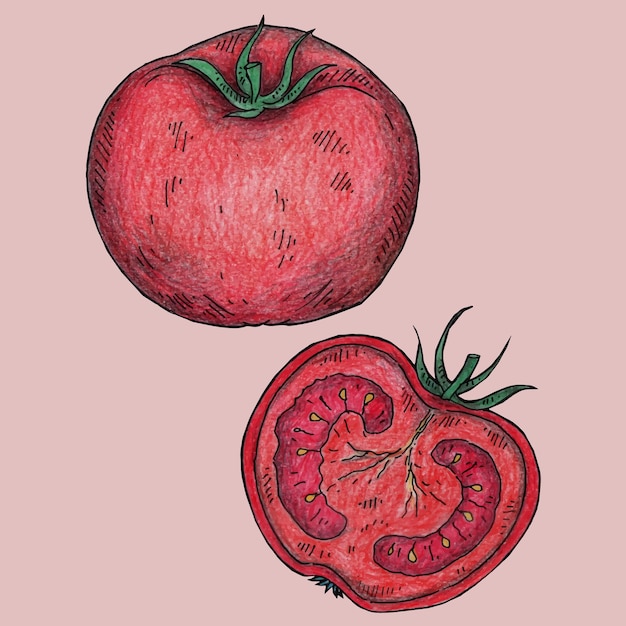 diseño de ilustración vectorial de tomate dibujado a mano